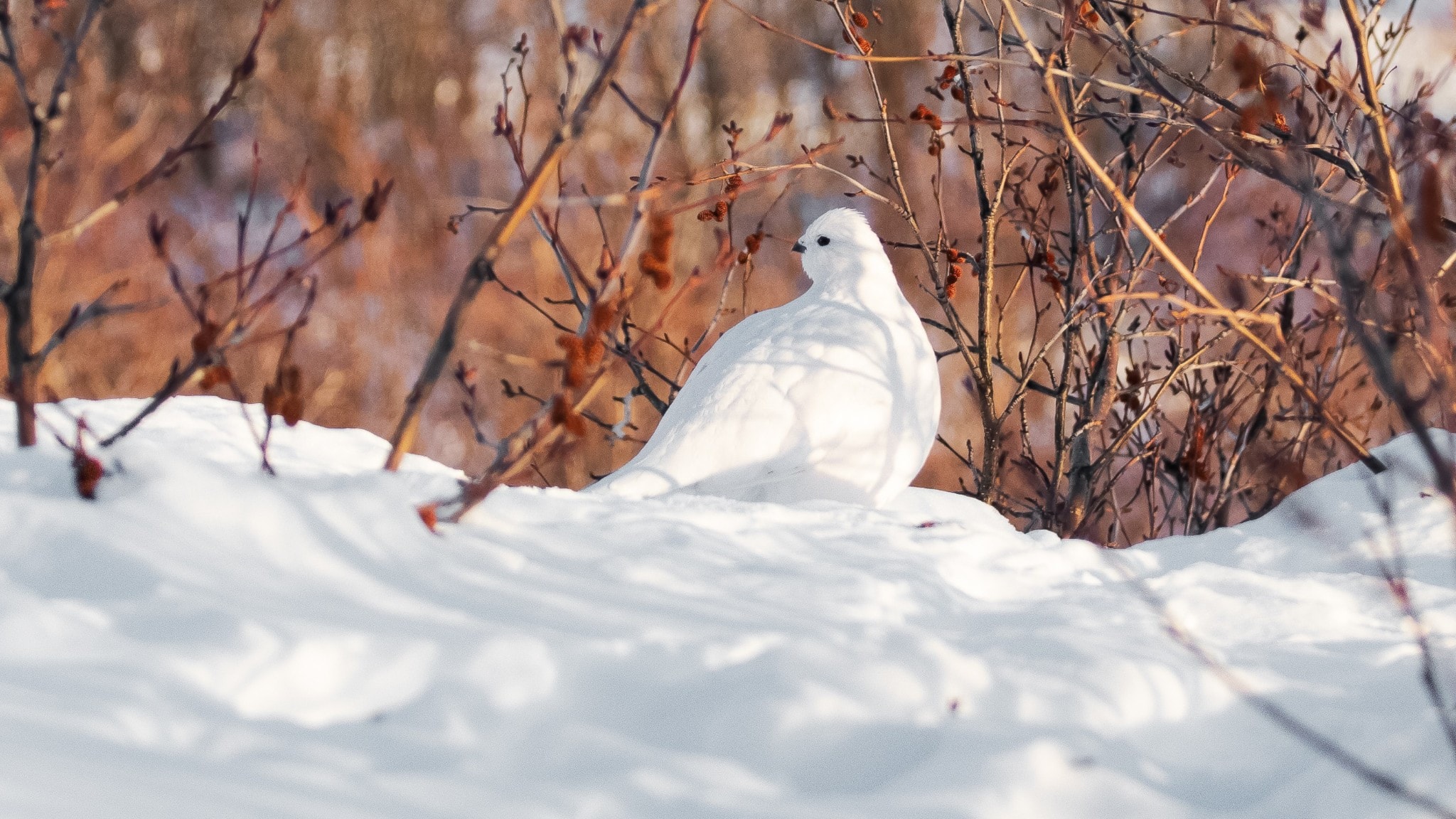 Vårvinterns fjällfåglar – och grågässens nya flyttvanor