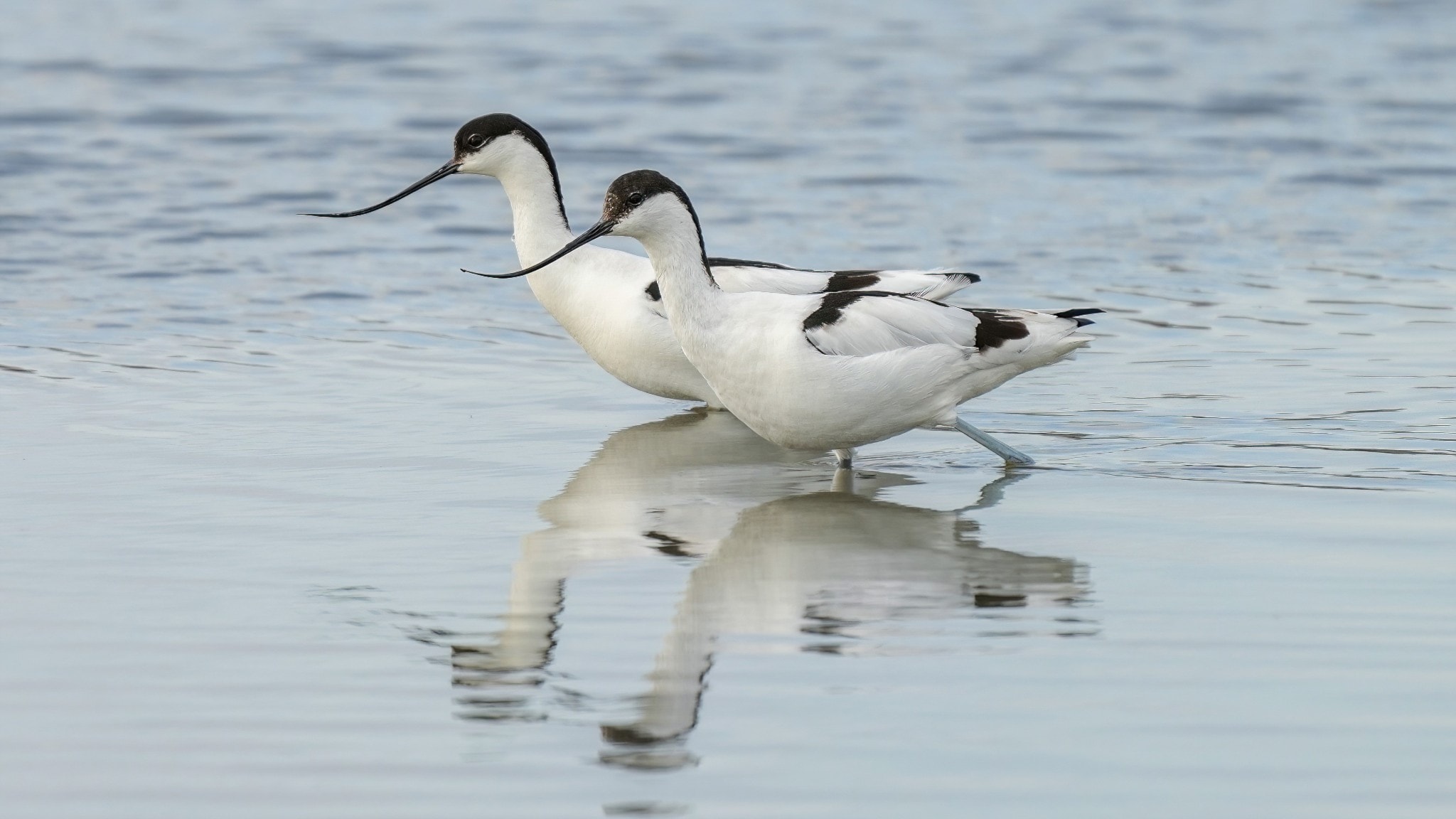 Strandängarnas vadarfåglar – och Chiles speciella flora