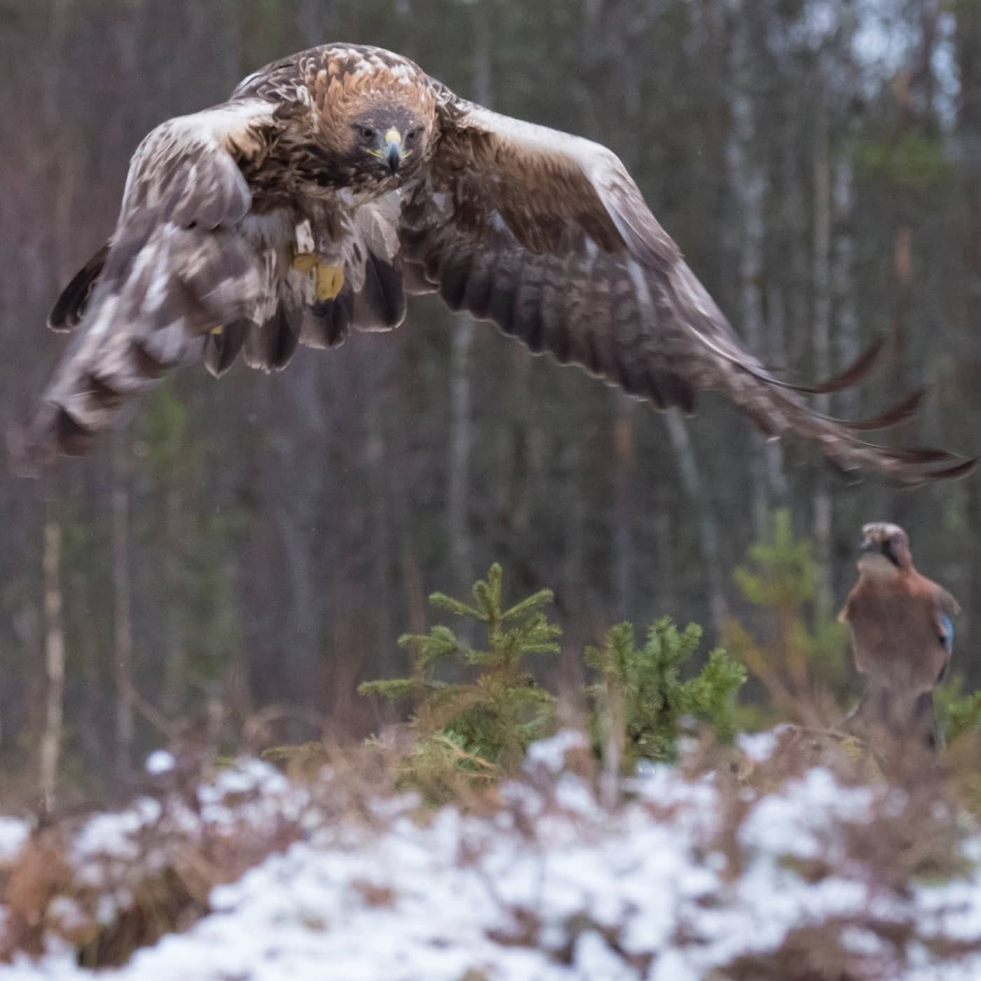 Majestätiska kungsörnar och millimeterstora puckelflugor episode artwork