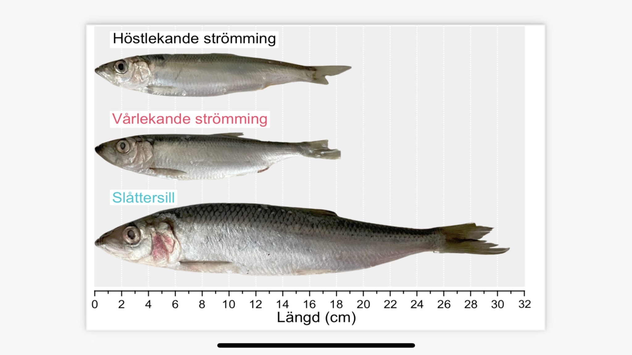 Nyupptäckt strömming – mer än dubbelt så stor som ”vanlig” strömming ...