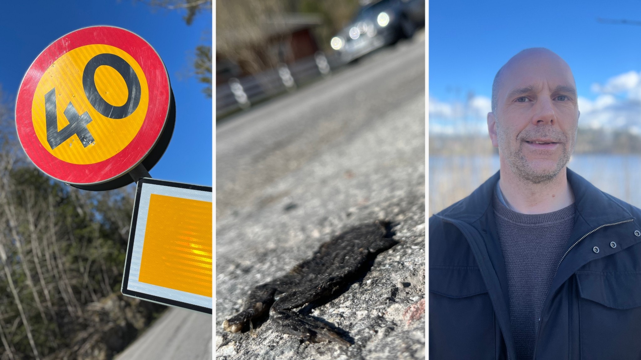 Paddornas farliga vandring mot sjön: ”Bilarna kör för snabbt”