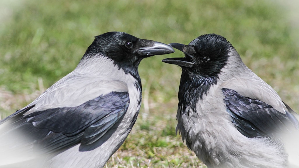 Om kråkor: Man ser det vackra i alla individer - P4 Blekinge | Sveriges ...