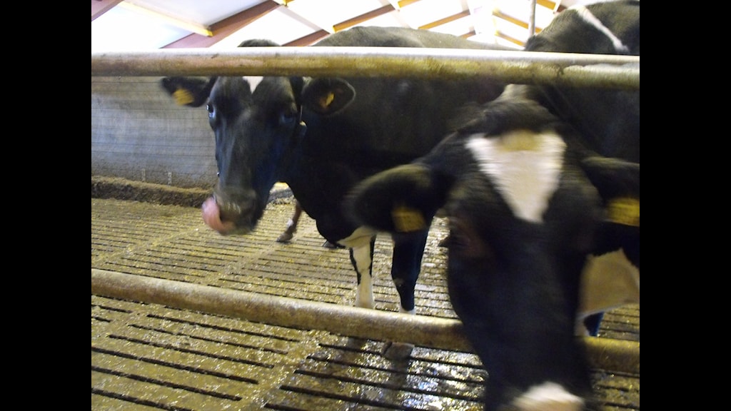 Kor förblödde på gård i Kvarsätt - P4 Västernorrland | Sveriges Radio