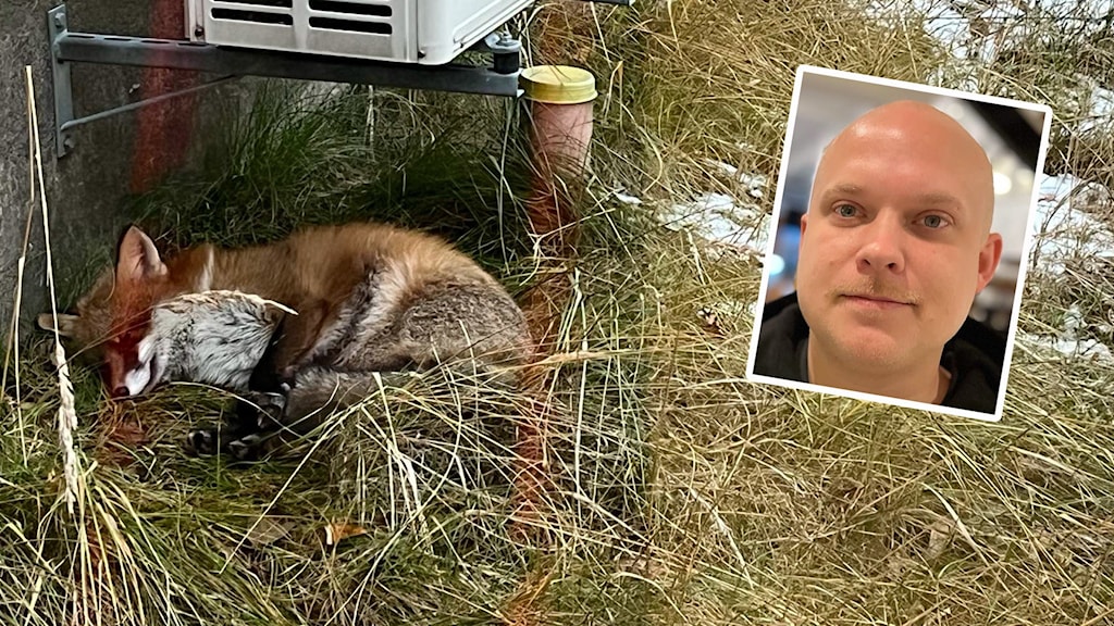 Listig räv flyttar till techbolag – serverhallen värmer i jul - P4 ...