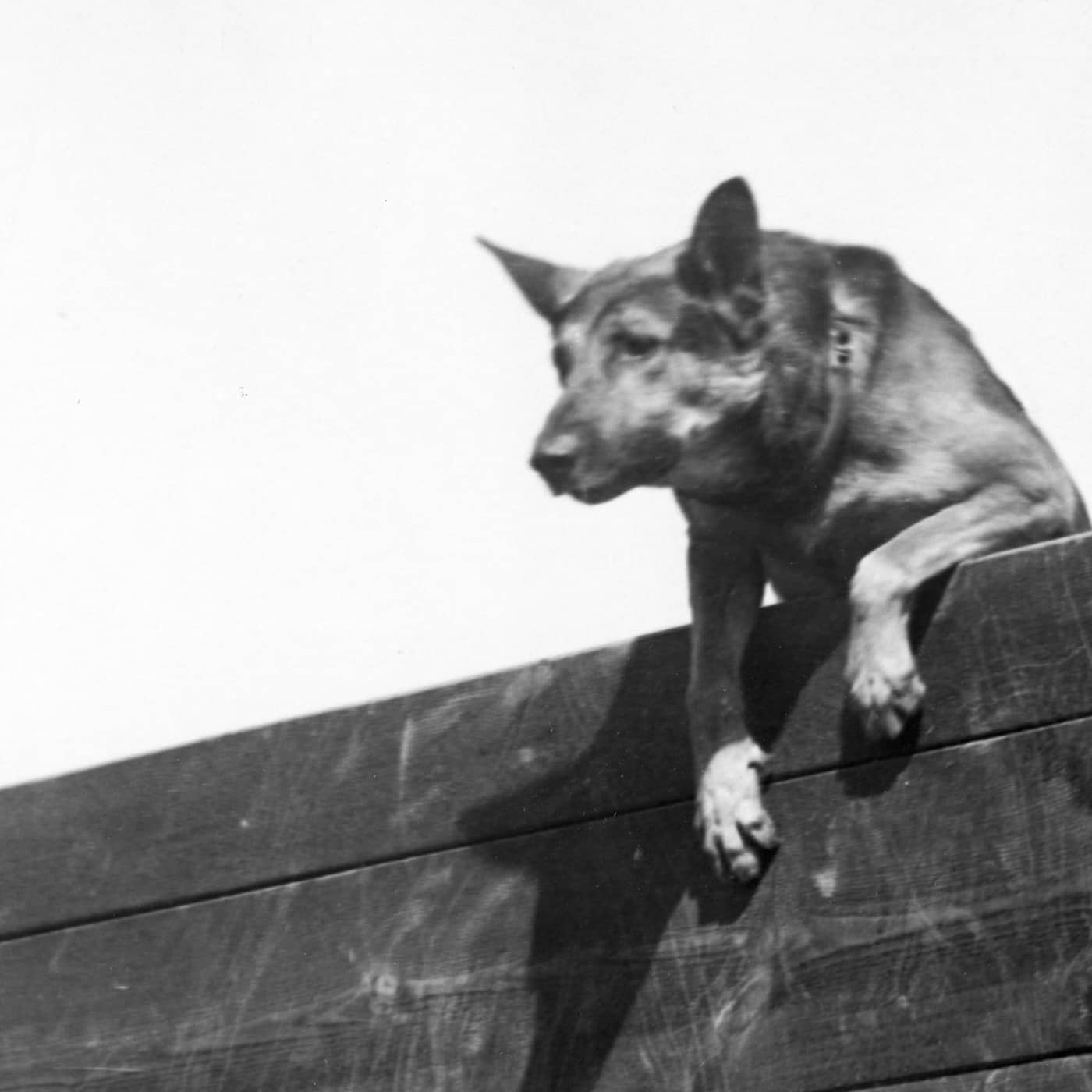 Bovarnas skräck i Grönköping 1934