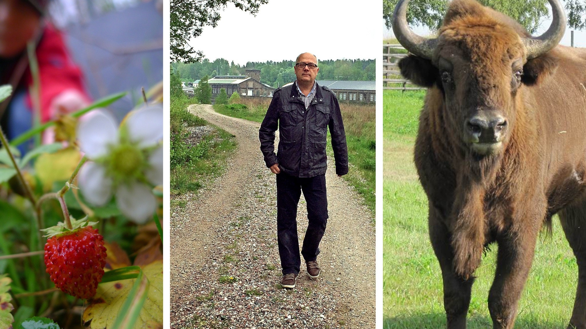 Vilka Volvobilar Tillverkas I Sverige
