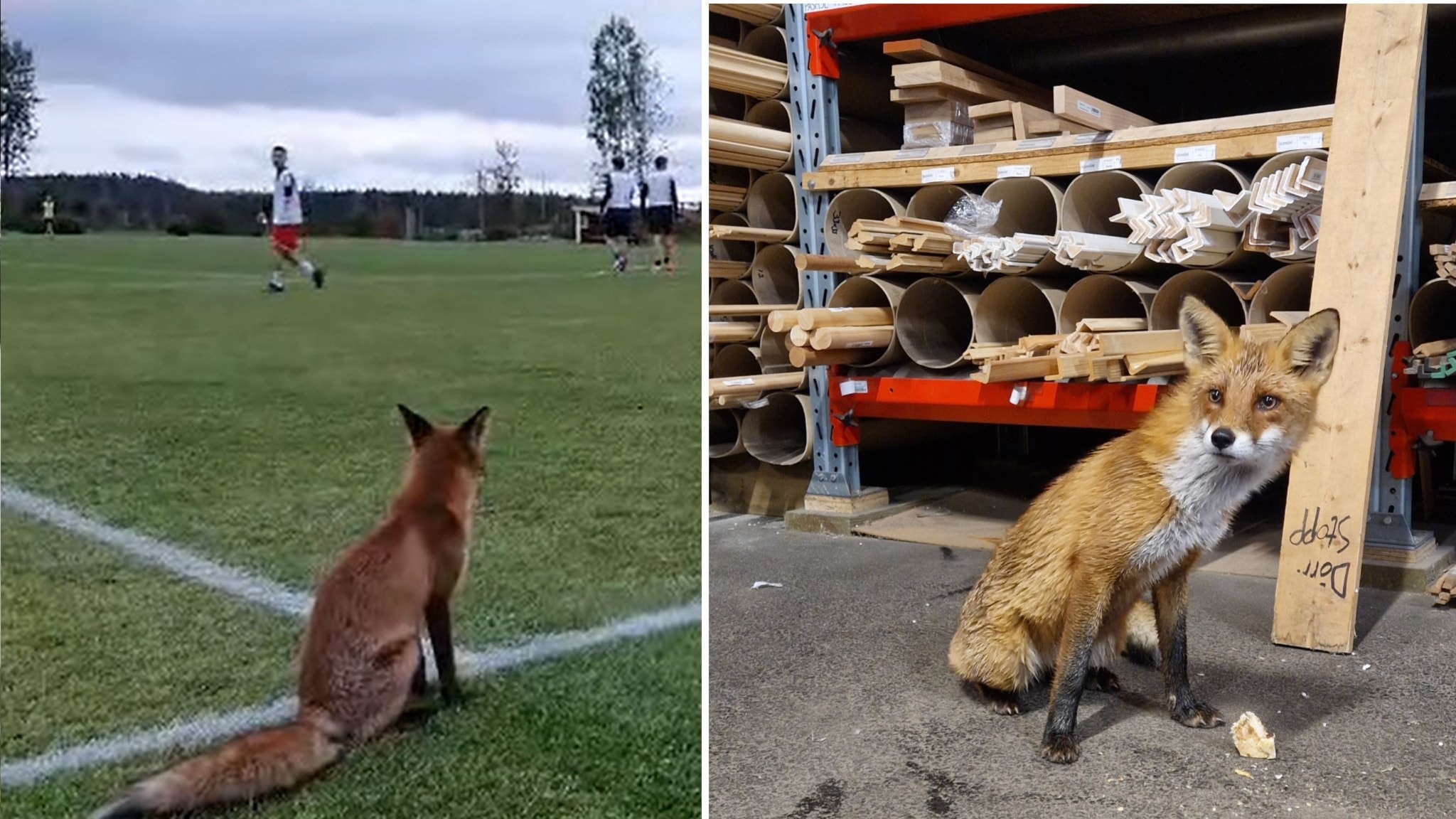 Tjuvaktig räv med förkärlek för skor - Studio Ett | Sveriges Radio