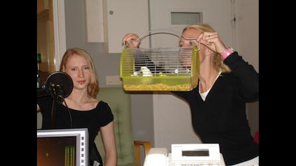 Jag är En Liten Bajskorv