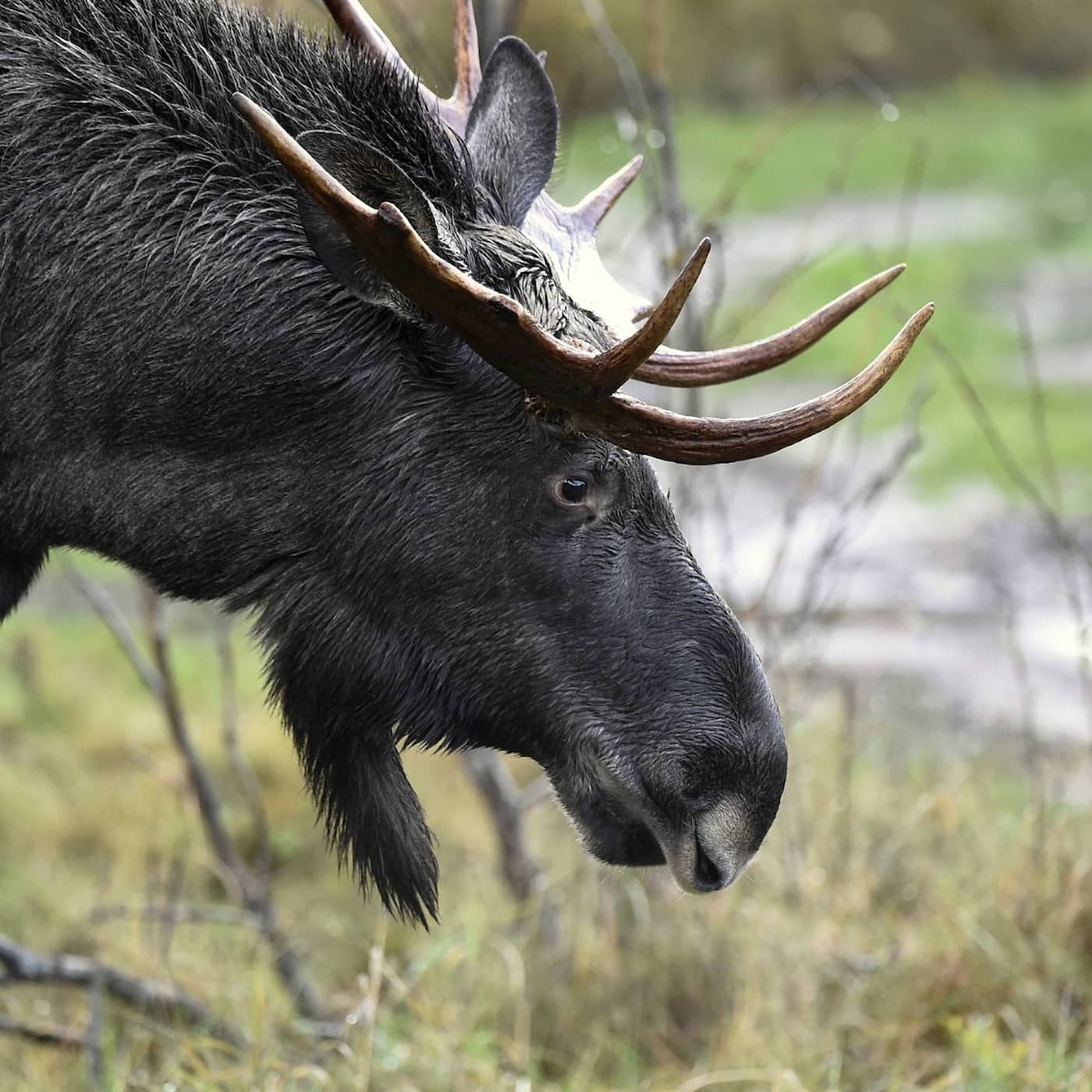SEK 10 billion tax cuts, opposition critical, first Social Democrat leadership nomination, third vaccine dose starts, elk hunt begins