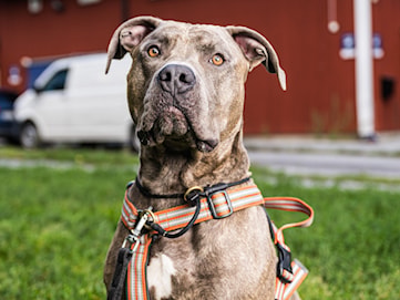 Dog-related injuries rise in Sweden: 'It bit me in the face'