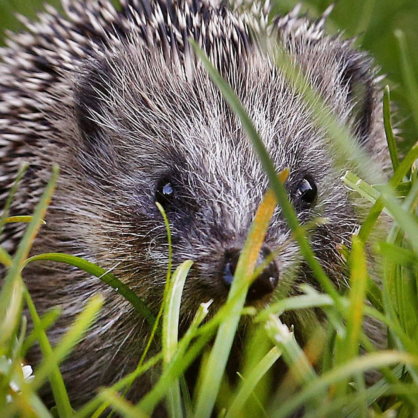 SD wants repatriation grants for citizens, proposal on evicting criminals, testosterone seizures, hedgehogs now protected episode artwork