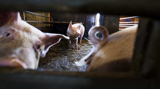 No more sex with animals - zoophilia to be outlawed | Sveriges Radio