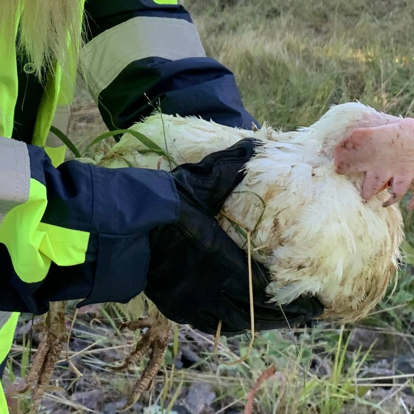 Faulty Covid-19 tests, Älvsbyn mayor calls for national help, SAS record drop, chickens on the loose