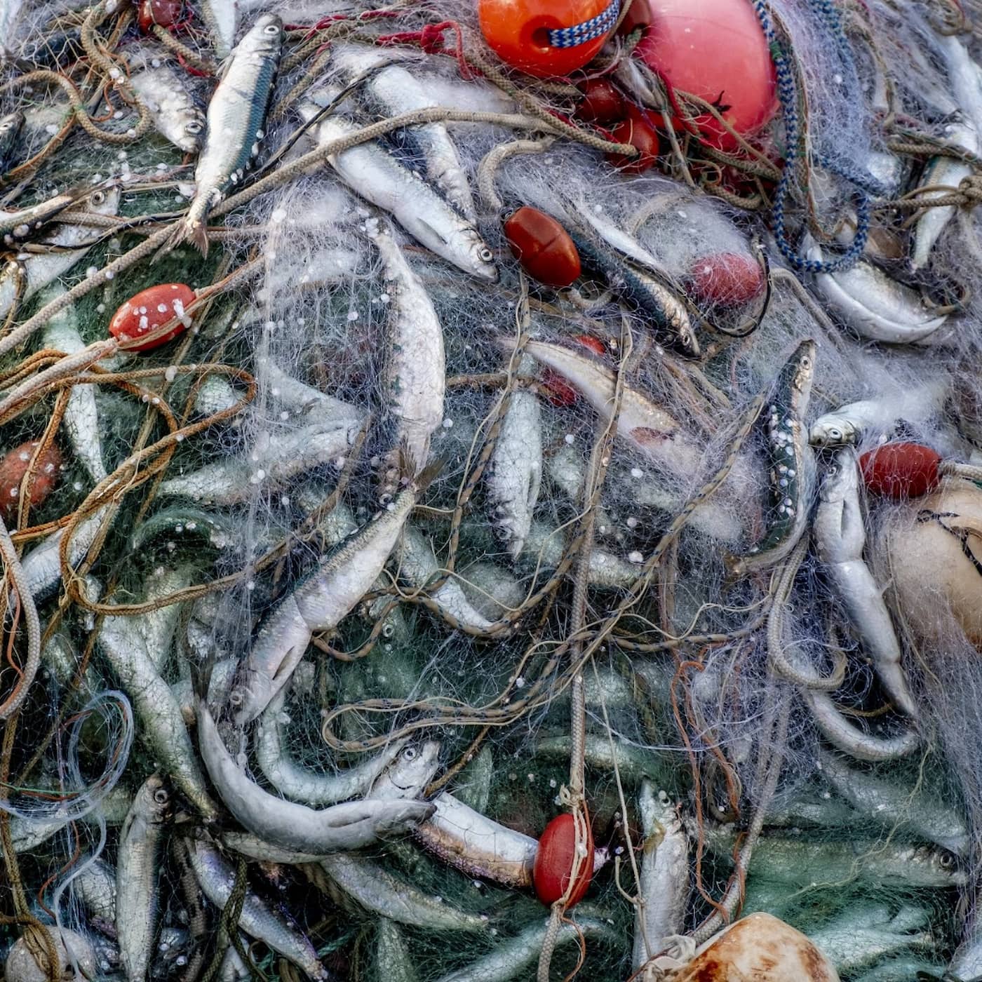 EU sets Baltic fishing quotas, Sweden Democrat advisor linked to racist group, appeals court upholds life sentence for Vetlanda attacker