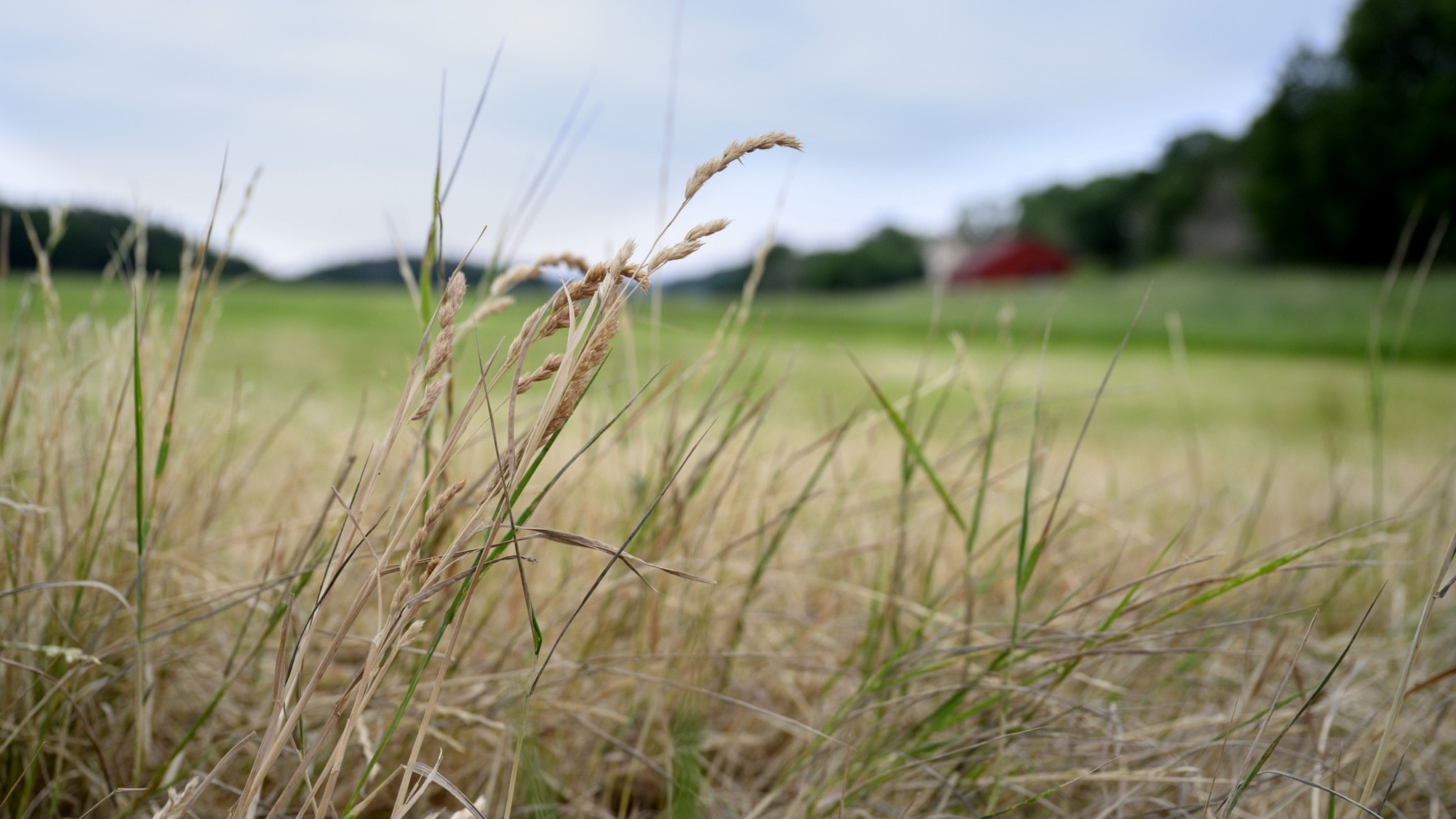 Swedish food production not ready for climate change, farmers' union says - Radio Sweden - Vimarsana News