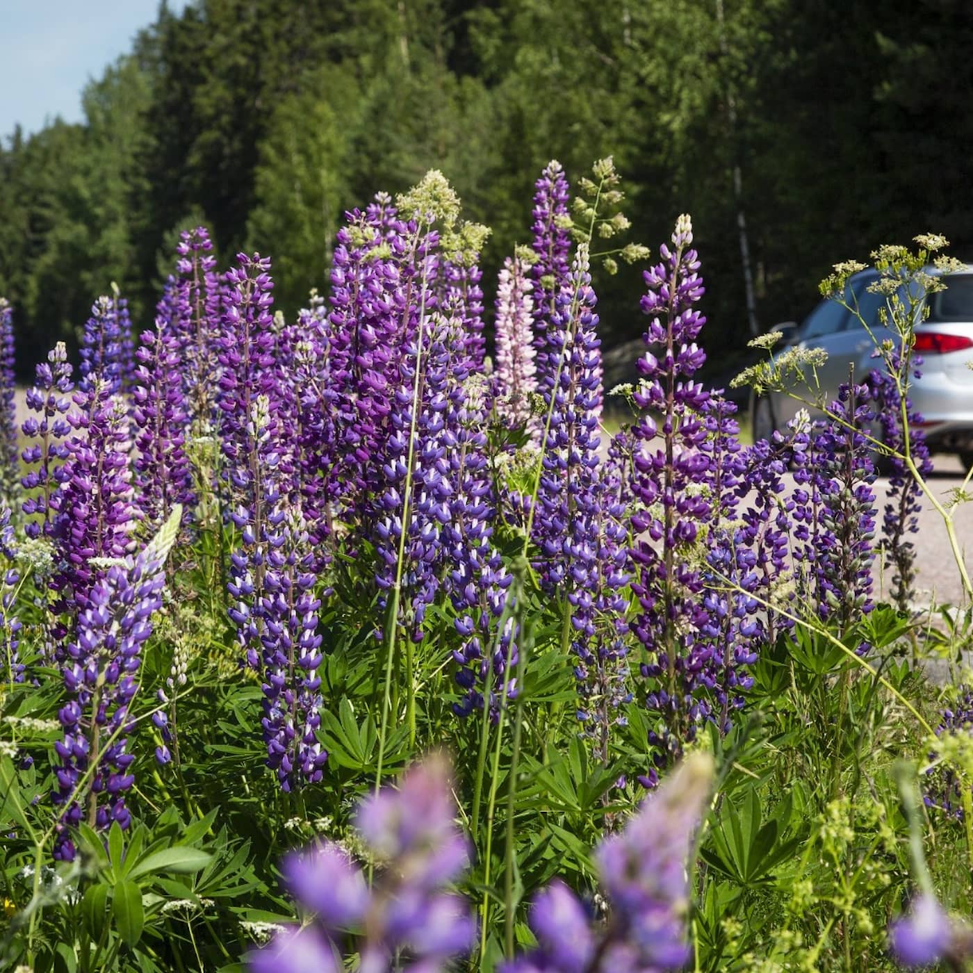 Liberals want to double number of billionaires, Nato meeting in Sweden, the plant species forbidden from today, Duplantis returns