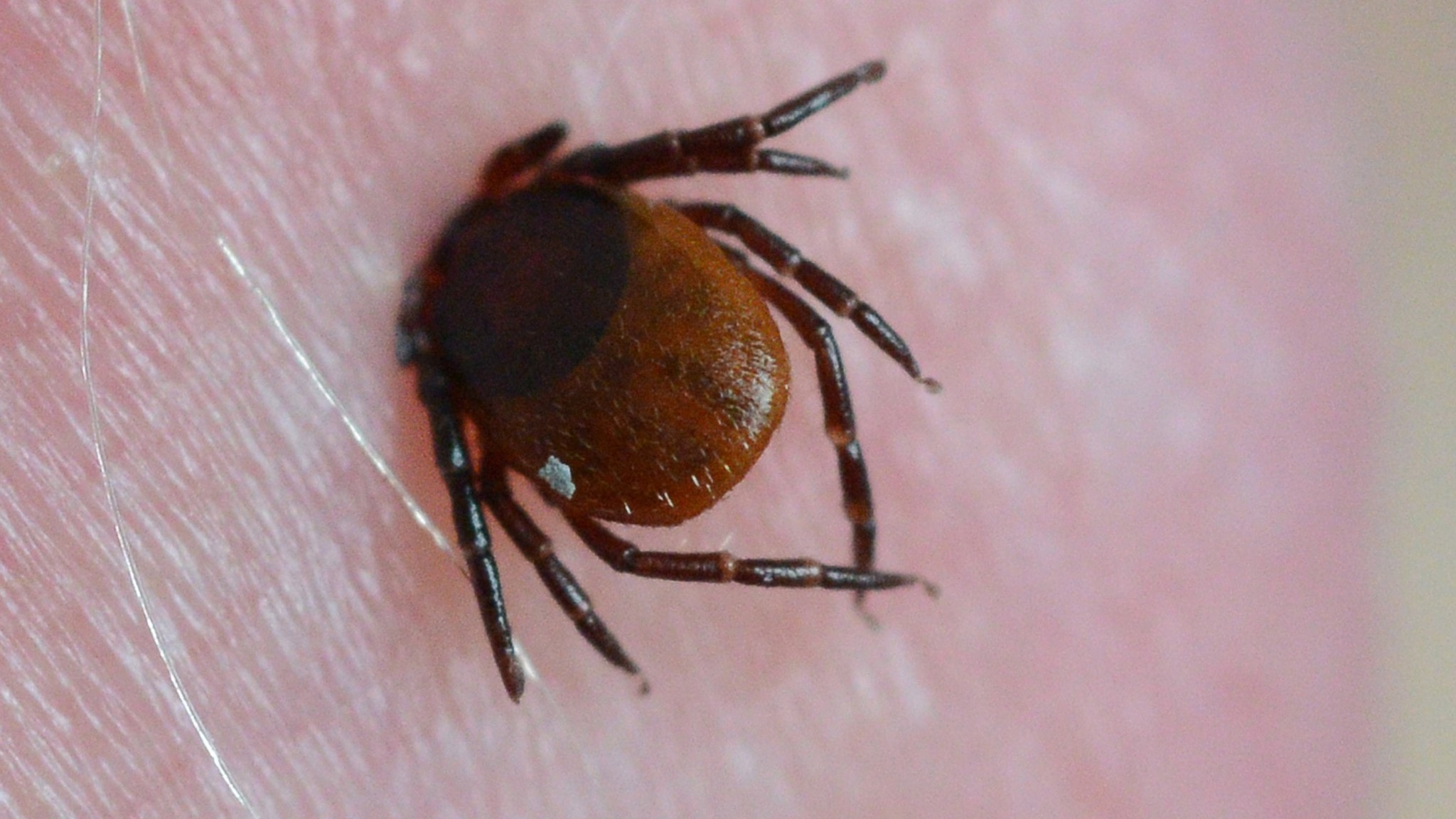 More cases of TBE in Sweden – experts urge caution