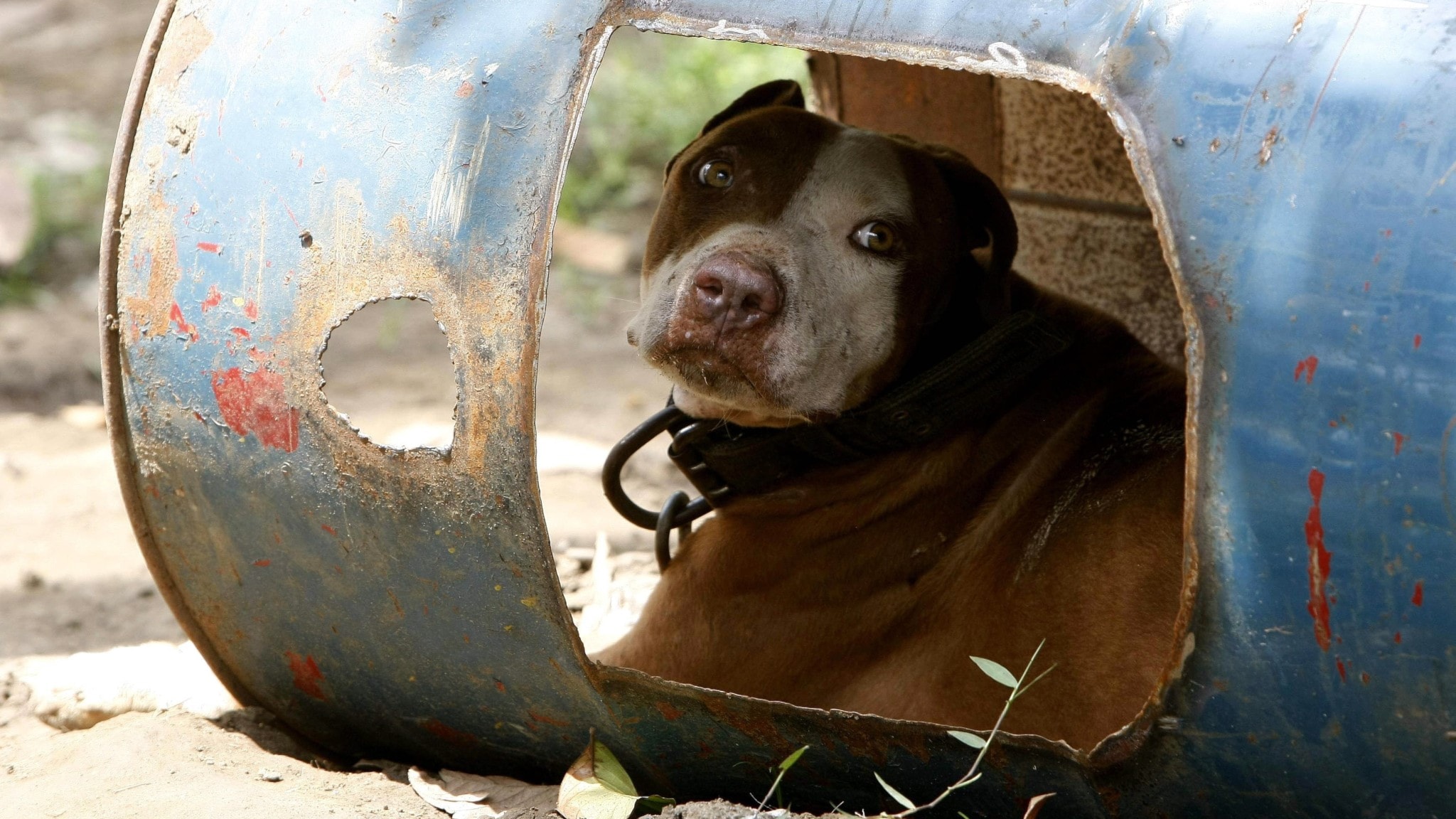 Social Democrats want to ban dogs used by criminal gangs