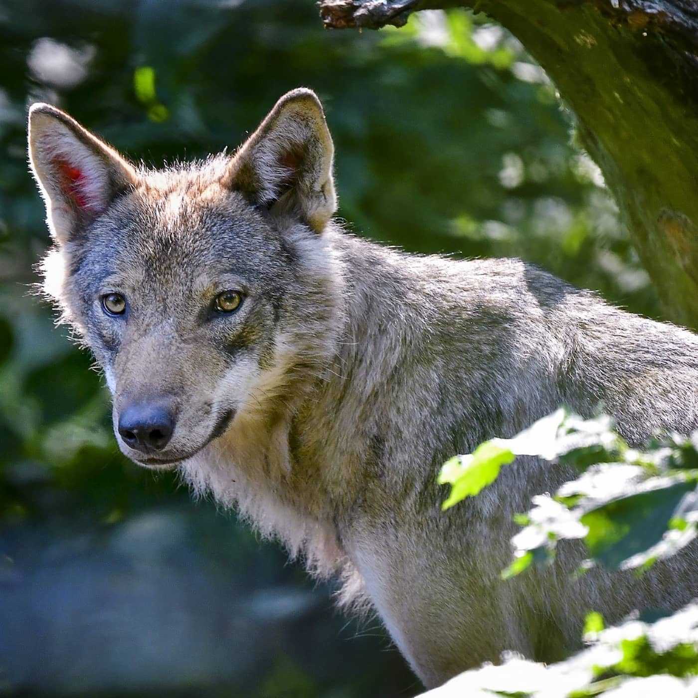 Vaccinations for those born 1971 and earlier, suspected wolf pup taken home