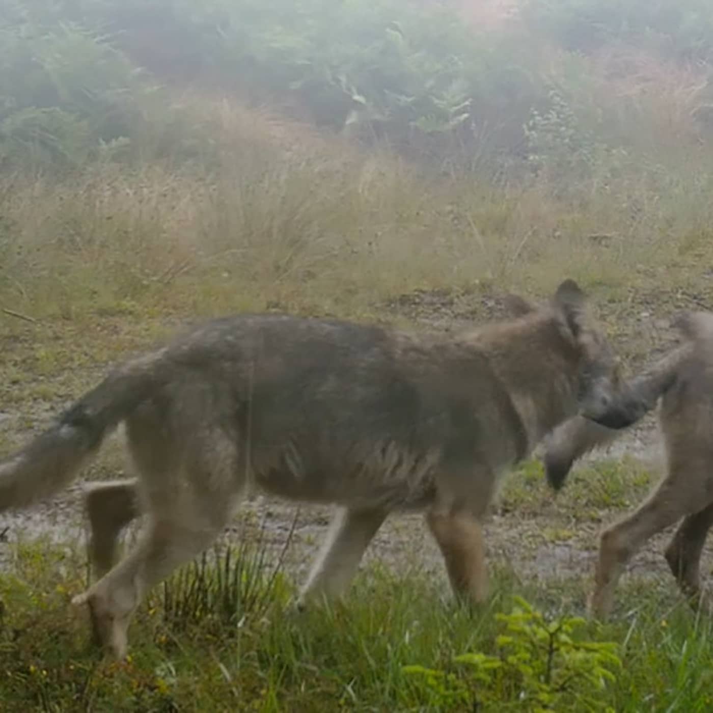 Swedish delegation to Turkey, fifth Covid-19 booster jab, wolves cull call, record ski feat