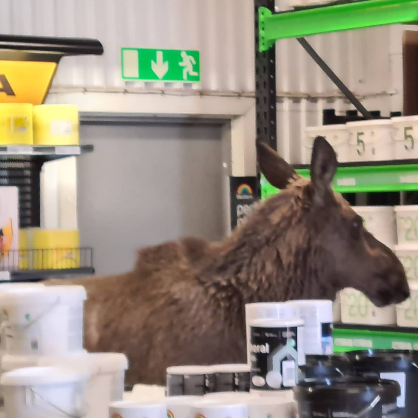 Moose shot in paint store, restrictions extended until June 1st, two SHL players accused of rape