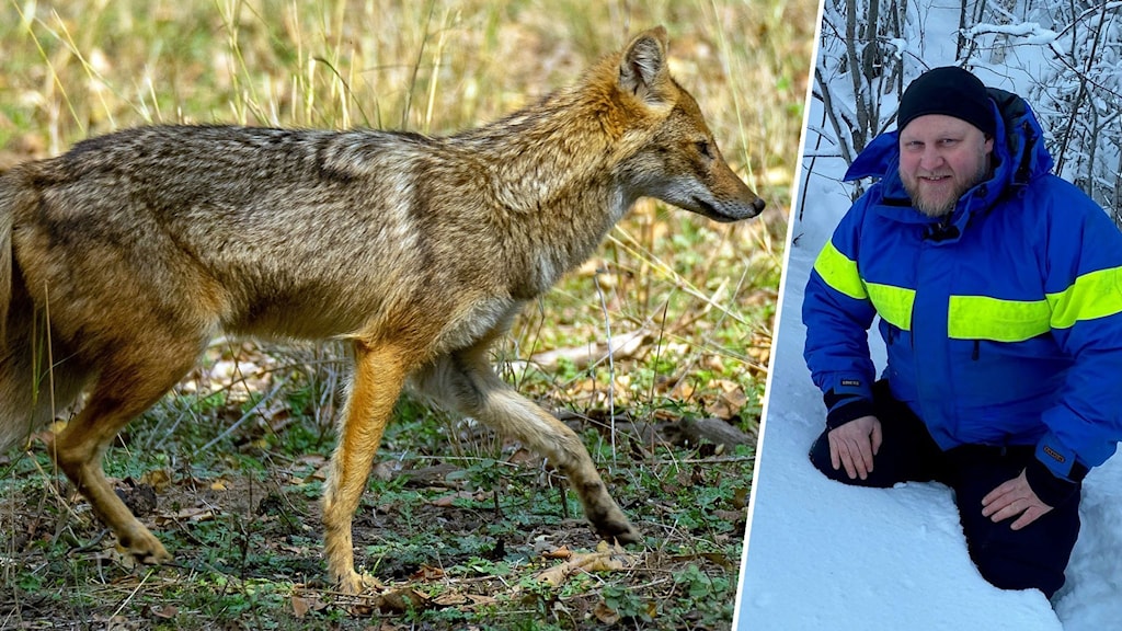 Guldschakalen - kan bli ännu ett hot mot rennäringen - Sameradion ...