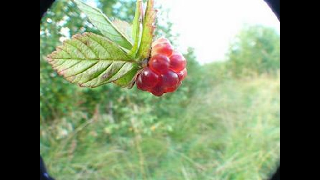 Maten fre 29 aug 2008. Åkerbär. - Förmiddag i P4 Norrbotten | Sveriges ...