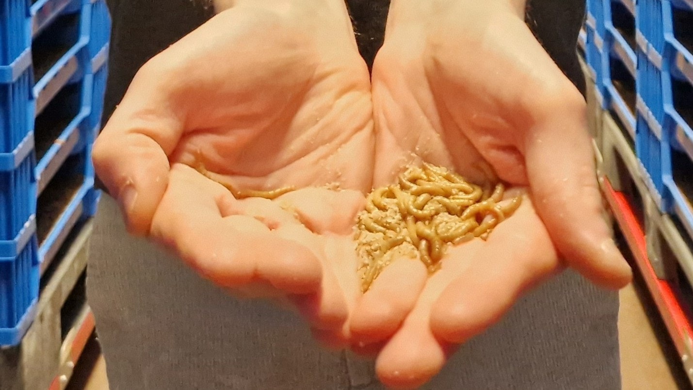Sommarrepris: Insekter -snart på din tallrik