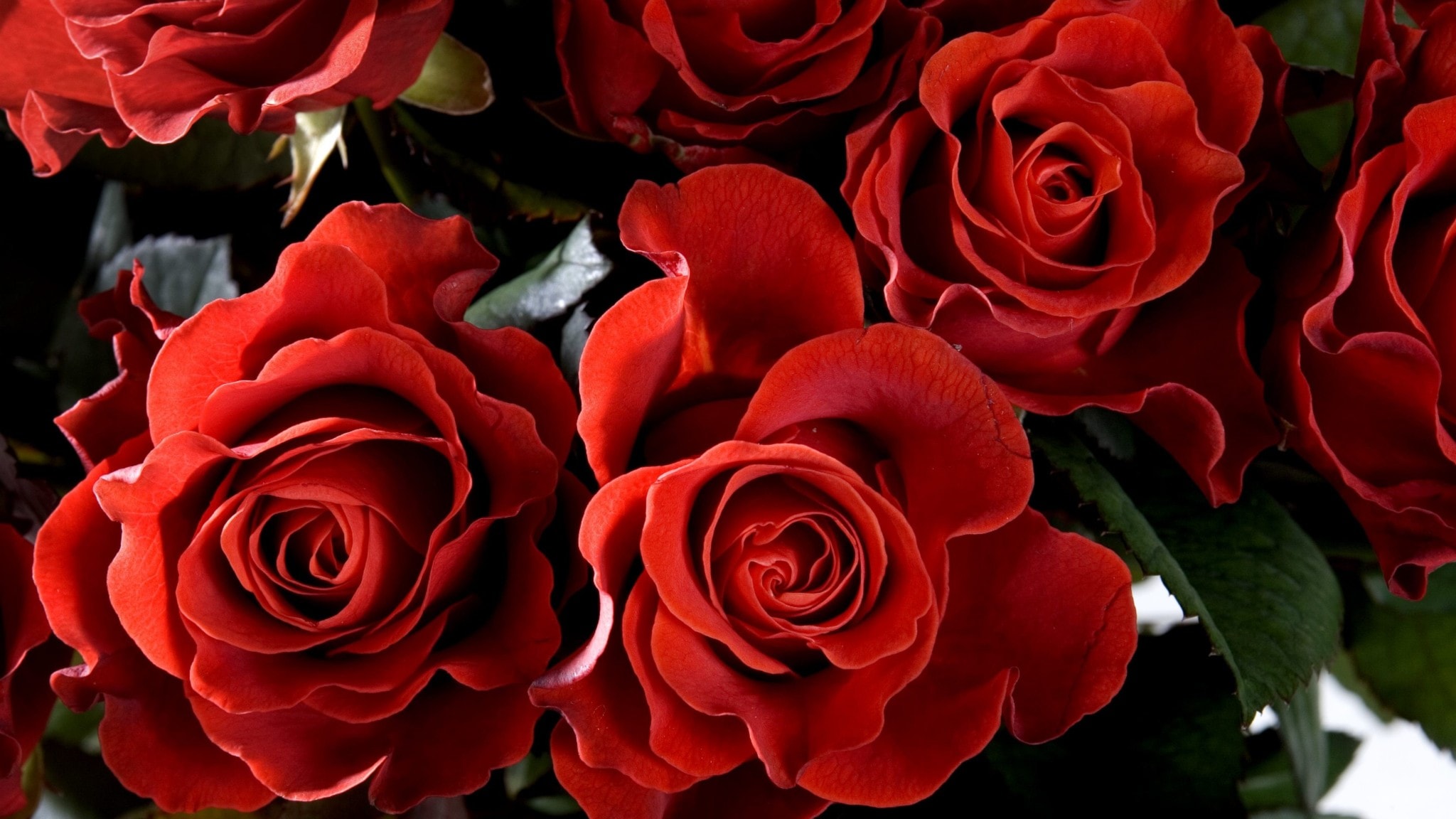 Röda rosor med vassa taggar – den romantiska rosen är på modet i ny ...