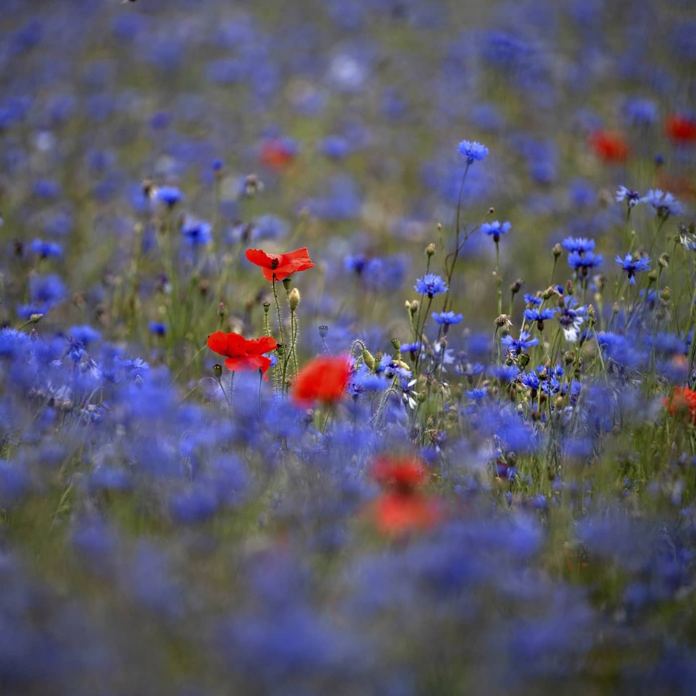 Från knopp till konstverk – fyra historier om blommor (och människorna som älskar dem) episode artwork
