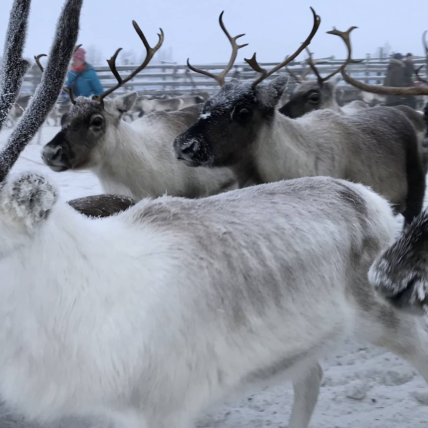 Så känner du igen en julsäck, överdriven dödssiffra om Qatar, kritik mot partisk rapportering i Sápmi episode artwork