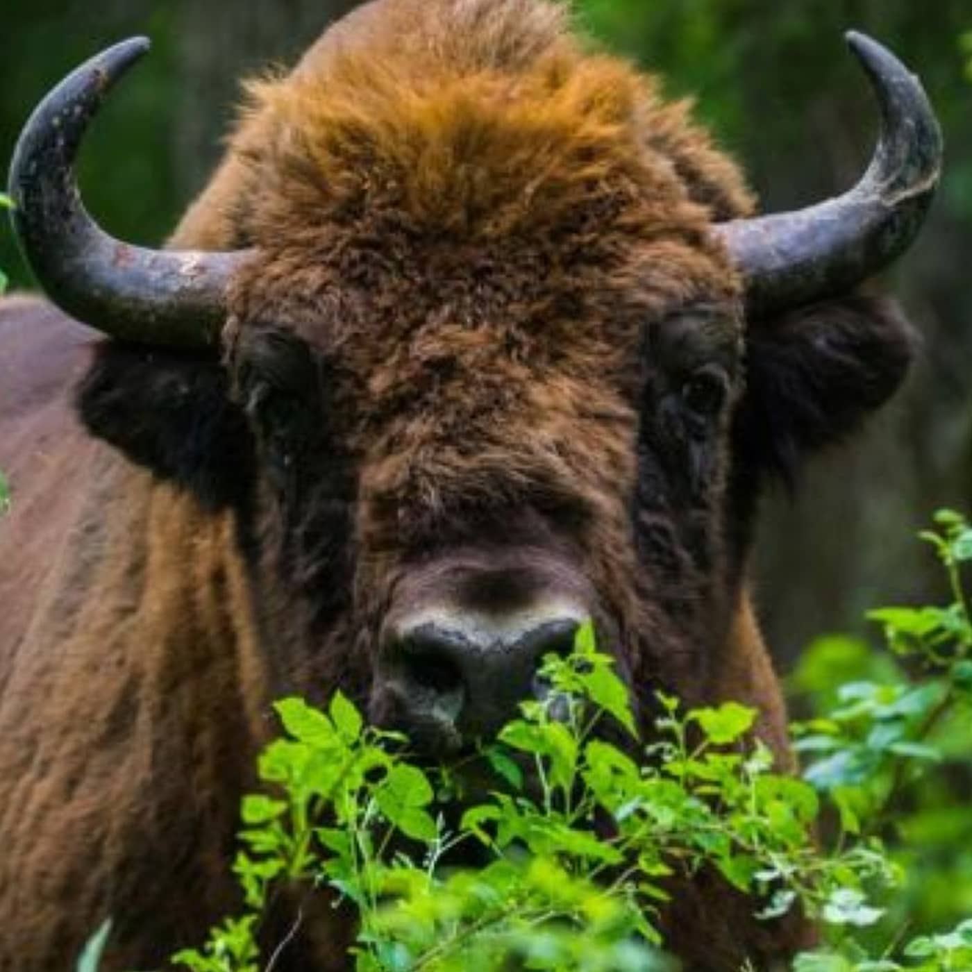 Så gör vi plats för både vete och visenter