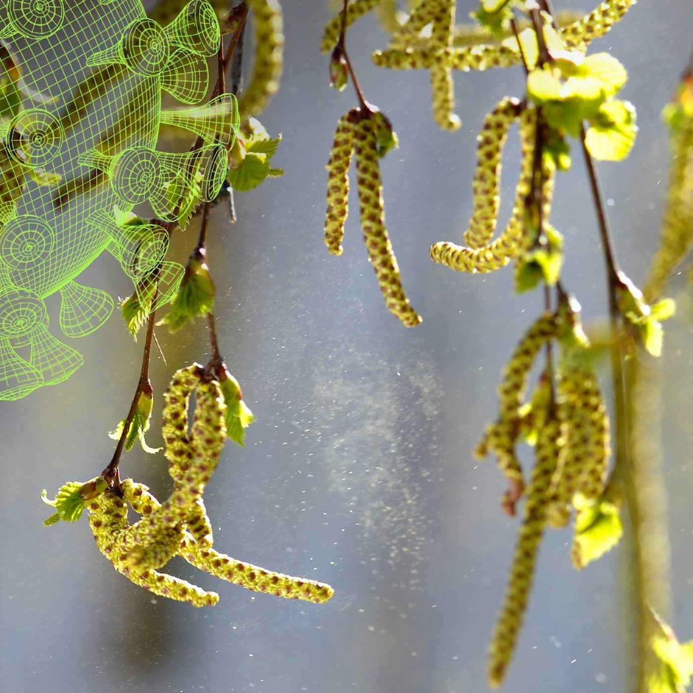Så påverkar pollen din risk att bli sjuk – Vetenskapsradions coronaspecial