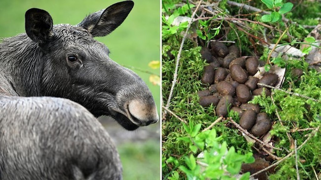 Första bajsätande älgen observerad - Vetenskapsradion Nyheter ...