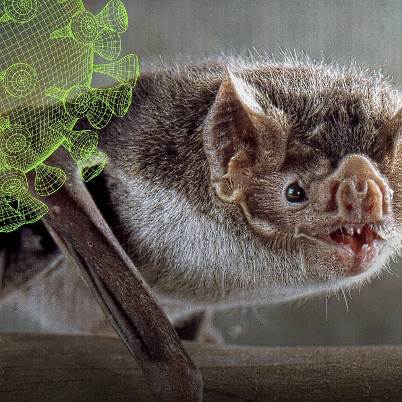 Nu kartläggs djurvärldens alla virus – Vetenskapsradions coronaspecial