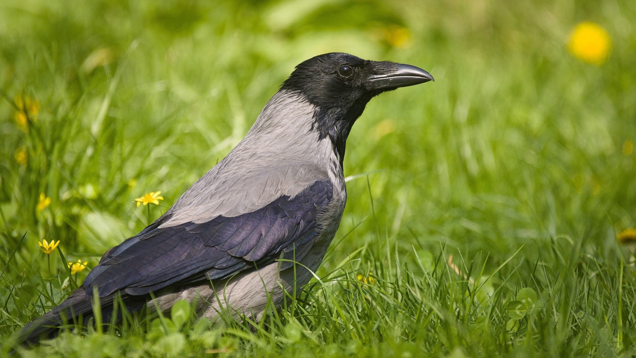Kråkor drar sig inte för att mucka gräl med korpar - P4 Västerbotten ...