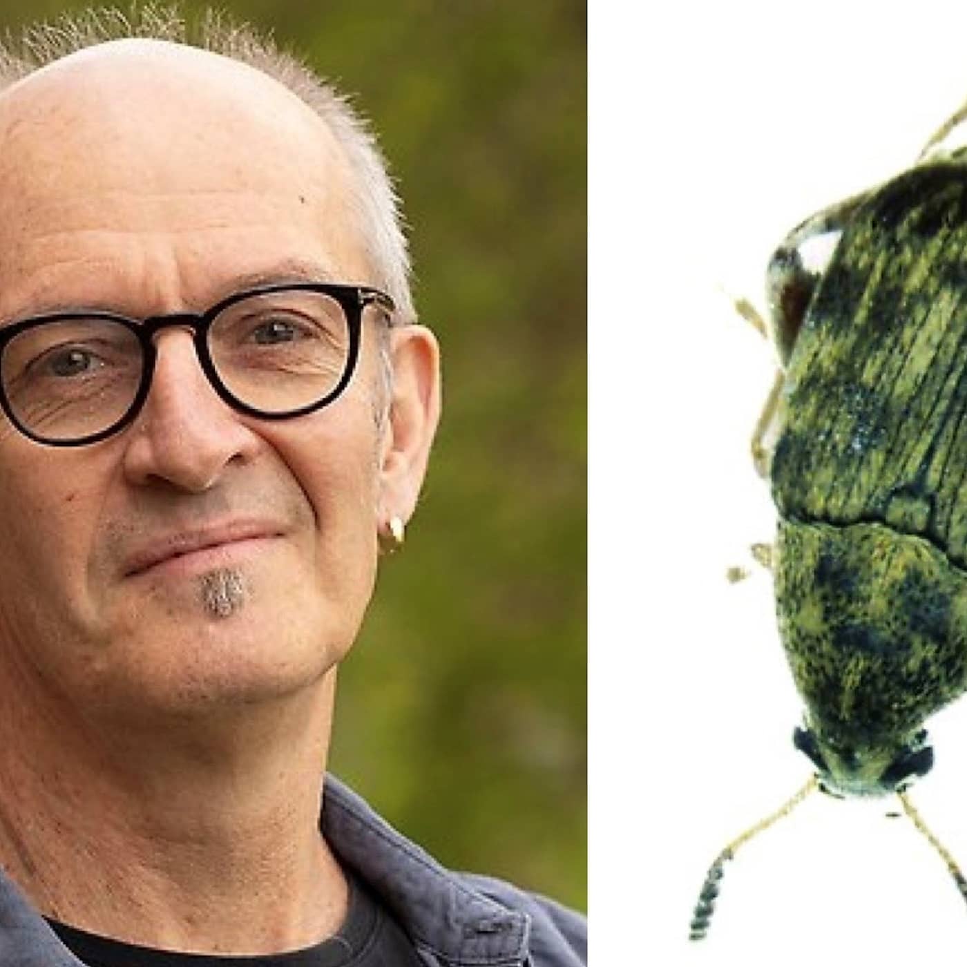 Görans gamla skalbaggar lär oss om evolution, sex och längre liv i realtid