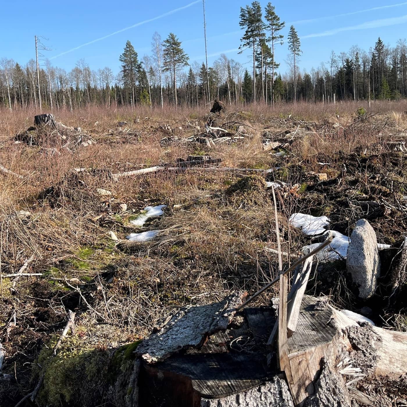 Granskning: Naturskogarna som är borta för alltid