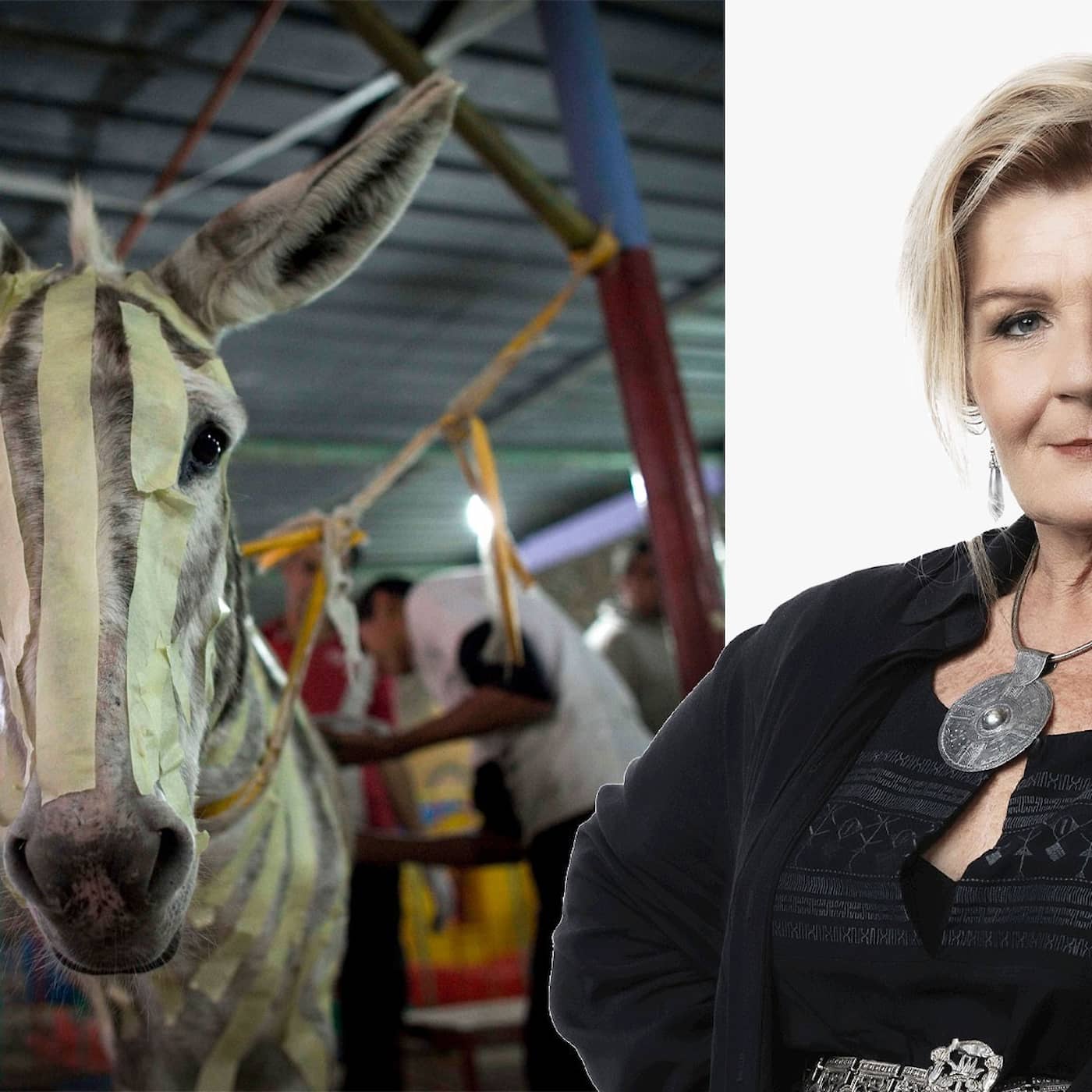Djurens ställning – om åsnor och män: Cecilia Uddén, Stockholm episode artwork