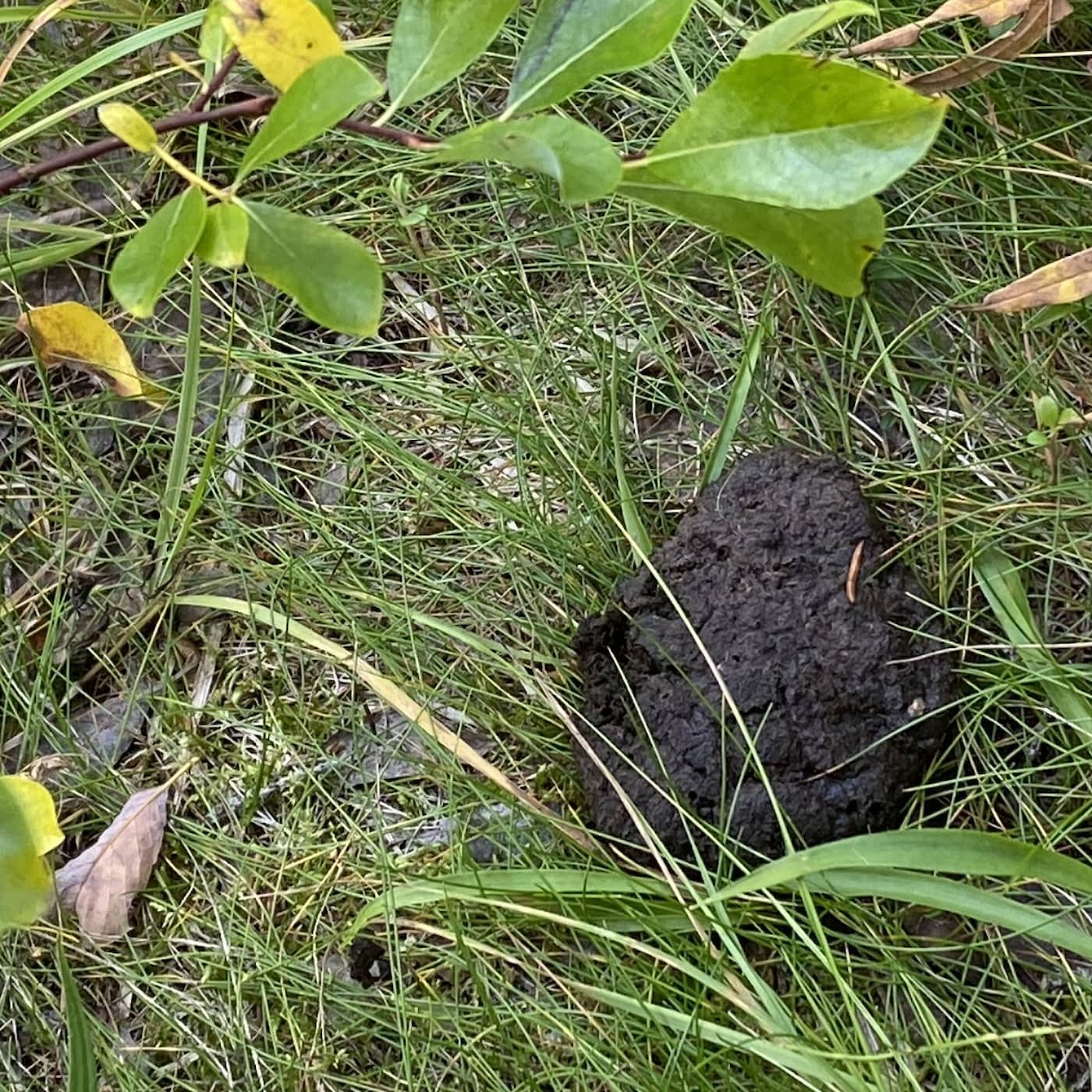 Meän syksy: Kjelli ja Regina mettäkämpälä episode artwork