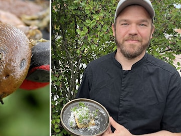 Kocken tipsar hur man kan äta mördarsniglar