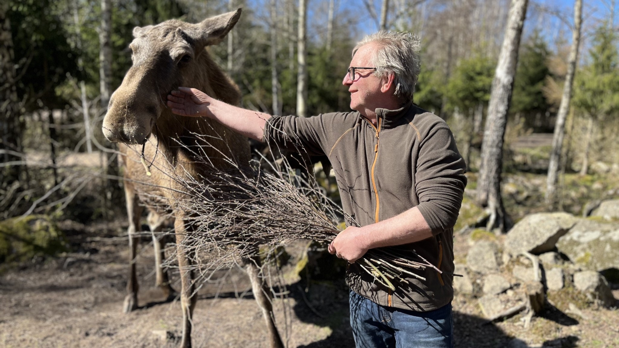 SVT bryter älgvandringen i förtid – för få djur i bild — image 1