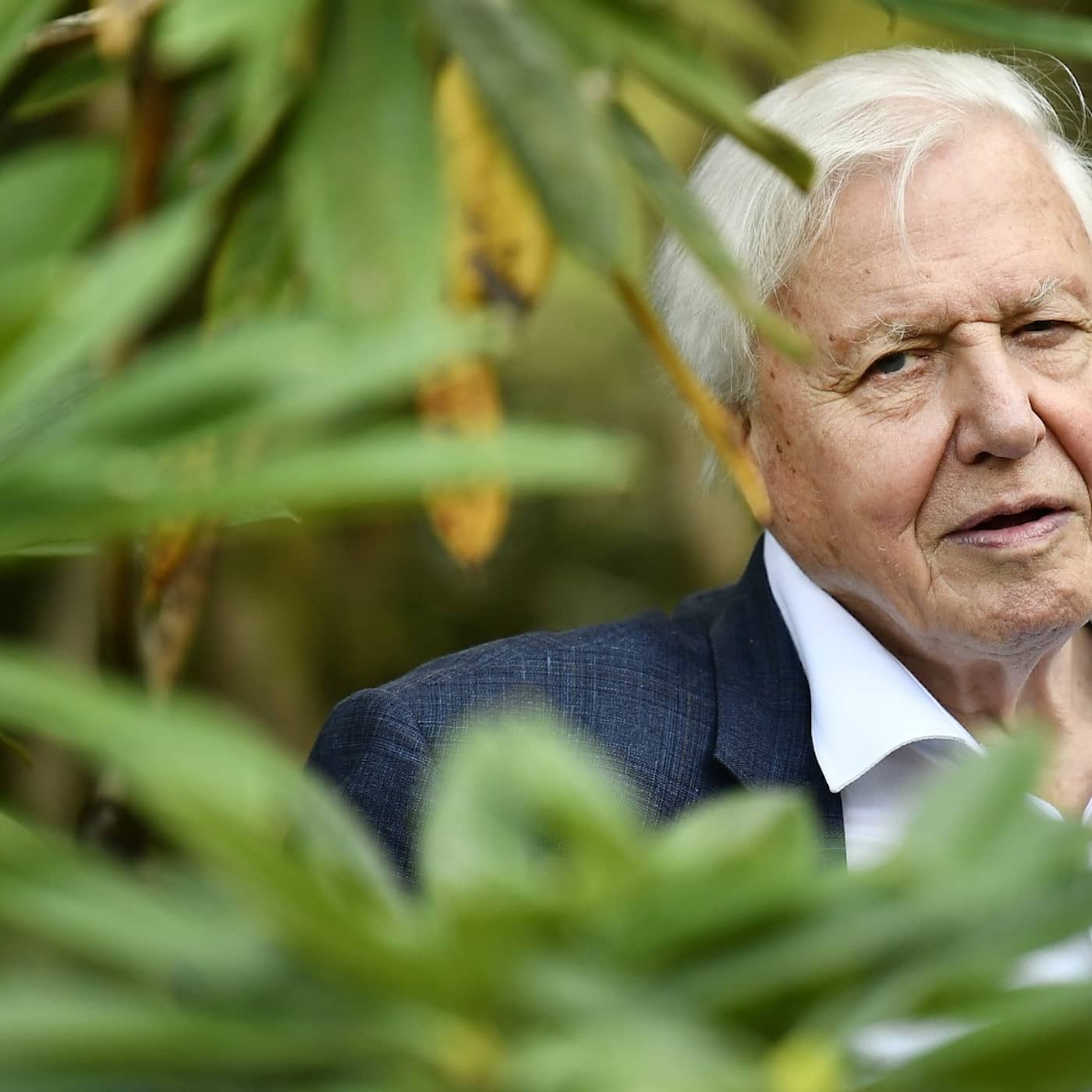 David Attenborough summerar ett liv i naturens tjänst episode artwork