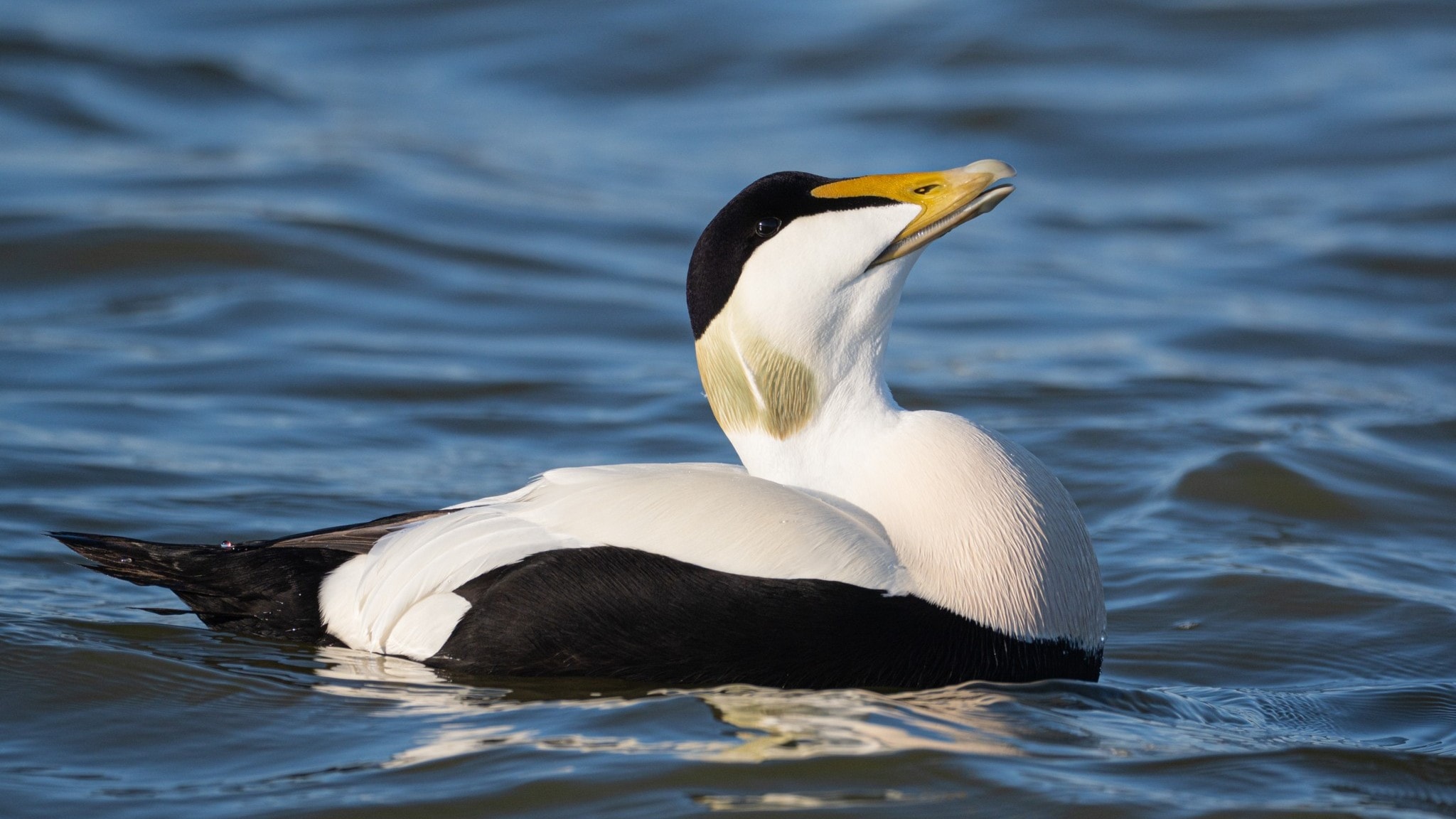 Fågelsånglektion #53: Ejder, alfågel, sjöorre, svärta, vigg, brunand och knipa