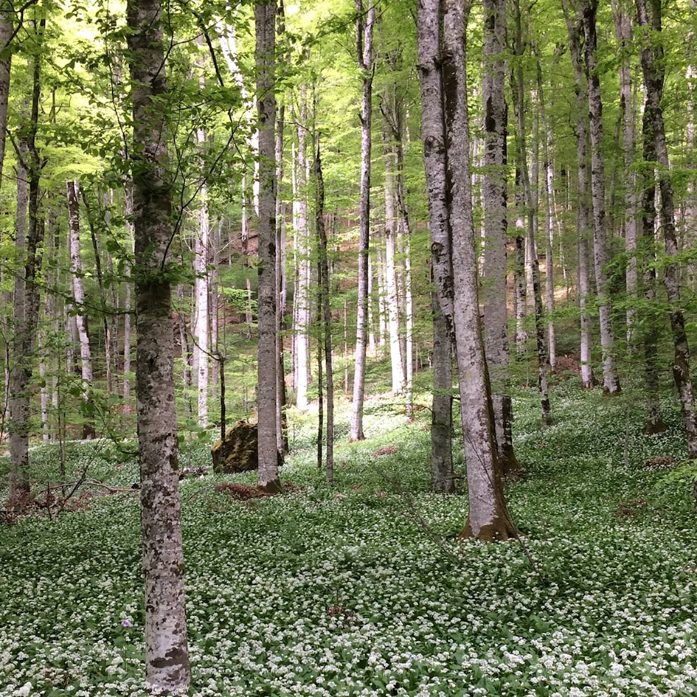 Må bra av naturen: Följ med på skogsbad episode artwork