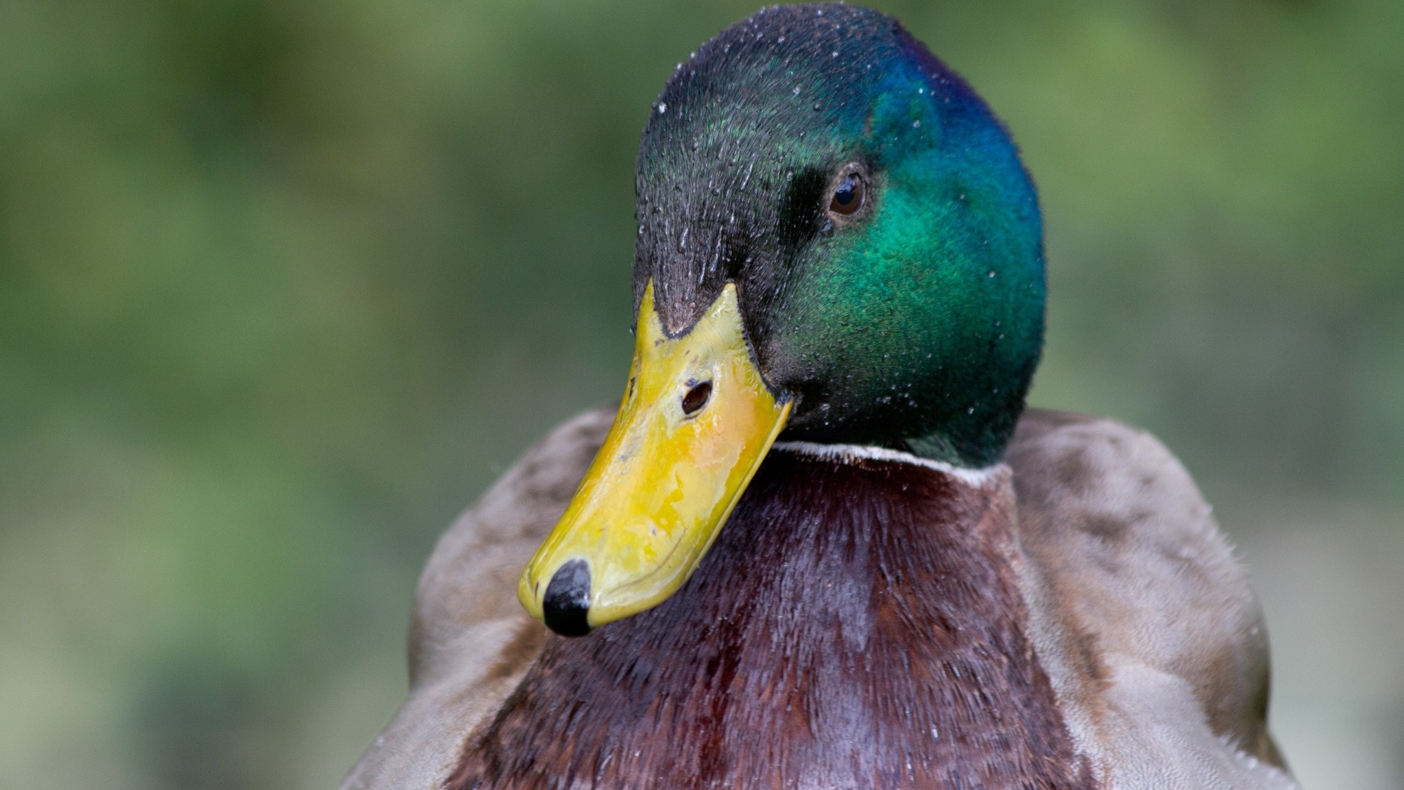 Fågelsånglektion #52: Gräsand, kricka, stjärtand, skedand, snatterand, bläsand, årta och gravand