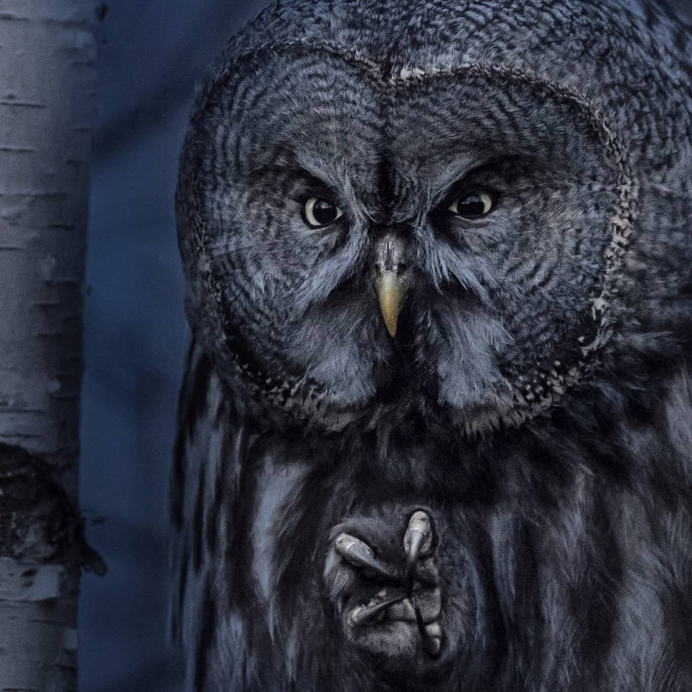 Uggletid: Lappugglan förändrade Jonas Classons liv episode artwork