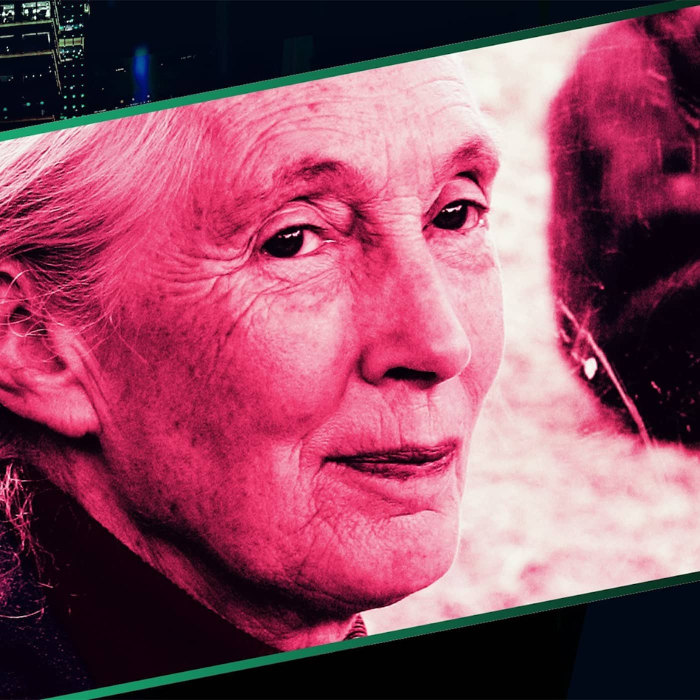Jane Goodall – schimpanskvinnan som omdefinierade människan episode artwork