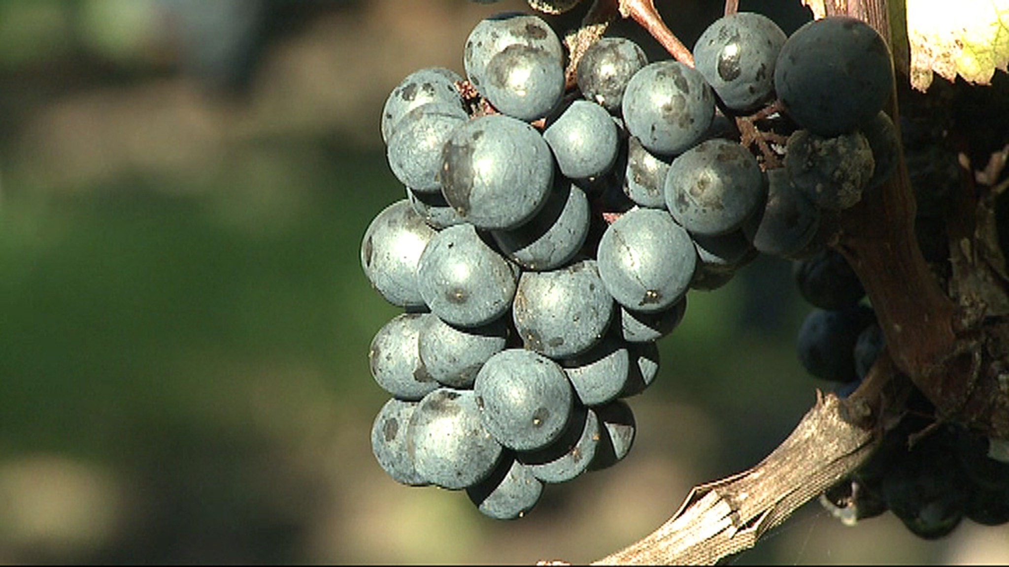 Att arbeta med näsan