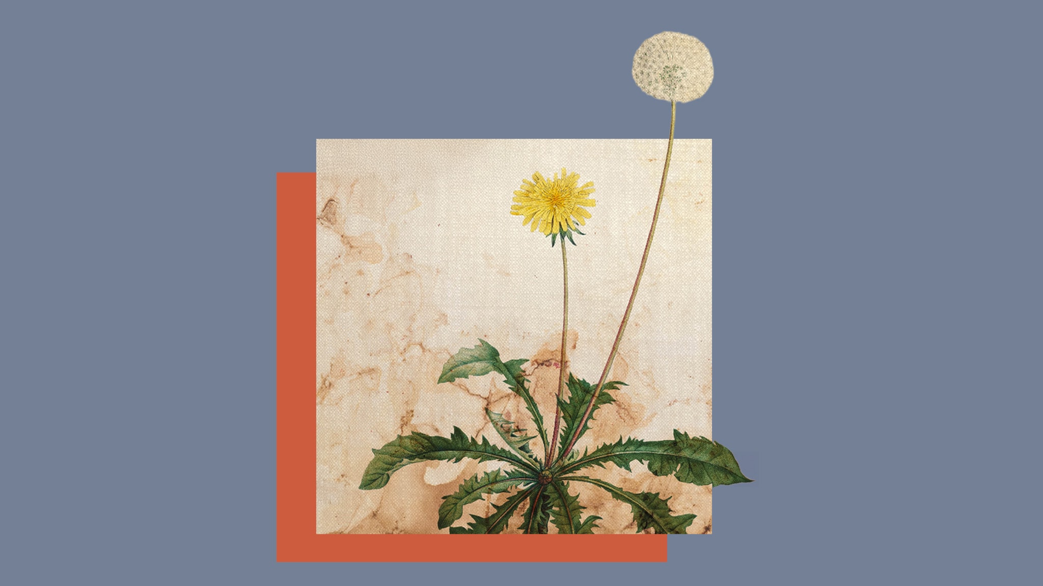 Asfaltblomman av Antti Jalava, kapitel 1